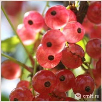 Красной смородины более 10 сортов. Фото 3.