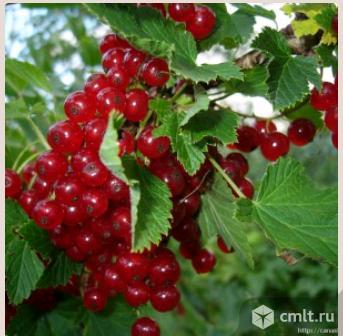 Красной смородины более 10 сортов. Фото 1.