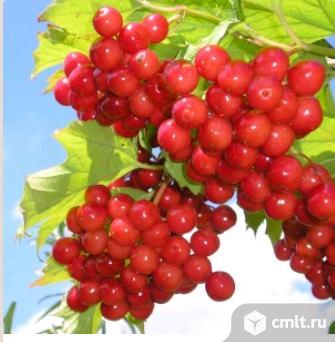 Калины саженцы разных сортов продает Воронежский плодово-ягодный питомник. Фото 3.