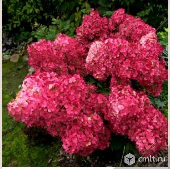 Гортензии саженцы разных сортов продает Воронежский плодово-ягодный питомник. Фото 1.