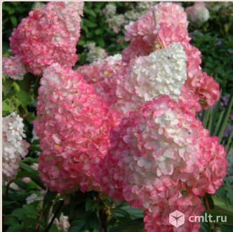 Гортензии саженцы разных сортов продает Воронежский плодово-ягодный питомник. Фото 4.