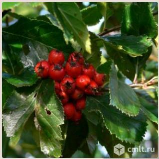 Боярышник садовый крупноплодный. Фото 1.