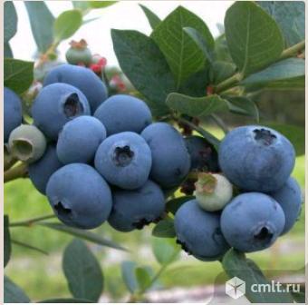 Голубики саженцы. Фото 1.