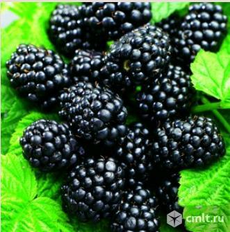 Ежевики саженцы более 9 сортов. Фото 1.