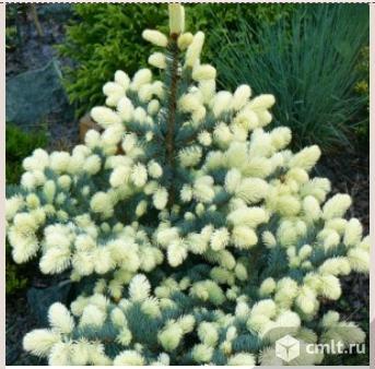 Ели саженцы более 16 сортов. Фото 1.