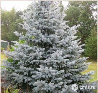 Ели саженцы более 16 сортов. Фото 3.