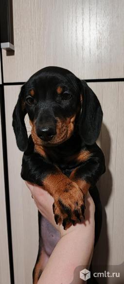 Такса. Фото 1.