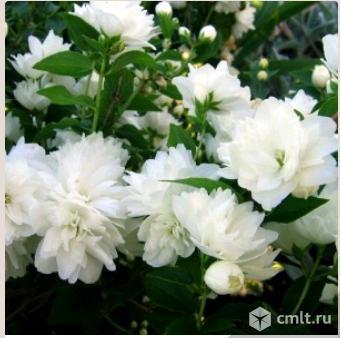 Жасмин. Фото 2.