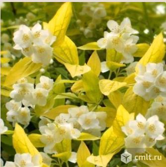 Жасмин. Фото 1.