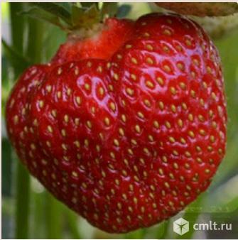 Клубника. Более 36 сортов. Фото 1.