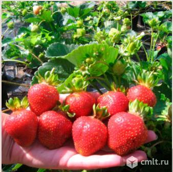Клубника. Более 36 сортов. Фото 2.