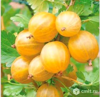 Крыжовника саженцы более 22 сортов. Фото 1.