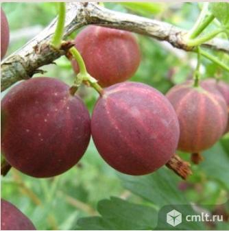 Крыжовника саженцы более 22 сортов. Фото 2.