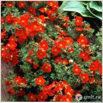 Лапчатки саженцы более 7 сортов. Фото 1.