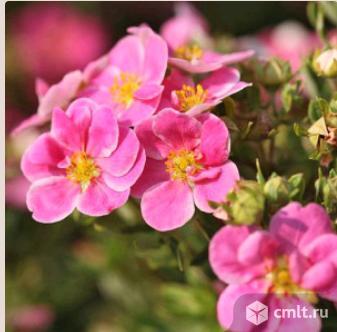 Лапчатки саженцы более 7 сортов. Фото 2.