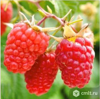 Малины саженцы более 34 сортов. Фото 1.