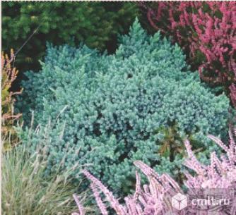 Можжевельника саженцы более 24 сортов. Фото 1.