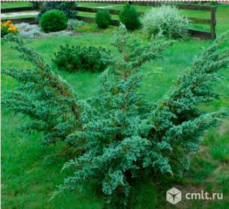 Можжевельника саженцы более 24 сортов. Фото 2.