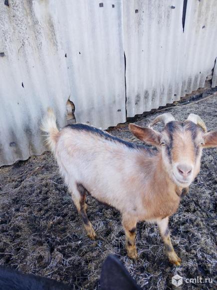 Молодые козы. Фото 1.