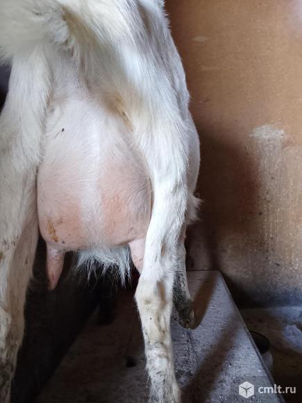 Молодые козы. Фото 4.