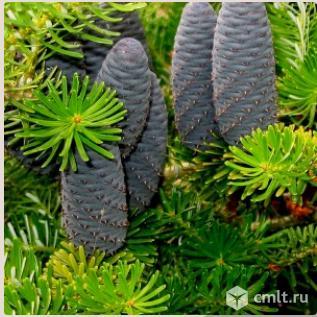 Пихты саженцы. Фото 1.