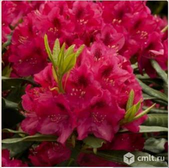 Рододендрона саженцы более 11 сортов. Фото 1.