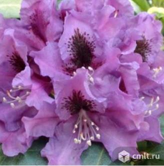 Рододендрона саженцы более 11 сортов. Фото 2.