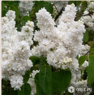 Сирени саженцы более 13 сортов. Фото 1.