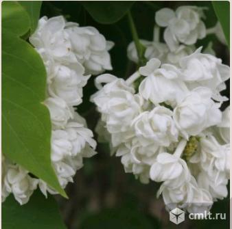 Сирени саженцы более 13 сортов. Фото 3.