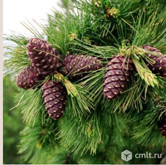 Сосны саженцы более 13 сортов. Фото 1.