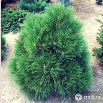 Сосны саженцы более 13 сортов. Фото 2.