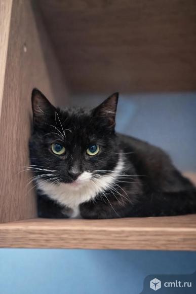 Кошка Багира ищет дом. Фото 1.