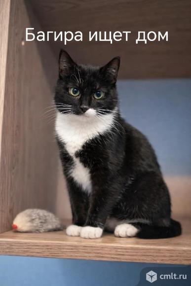 Кошка Багира ищет дом. Фото 2.
