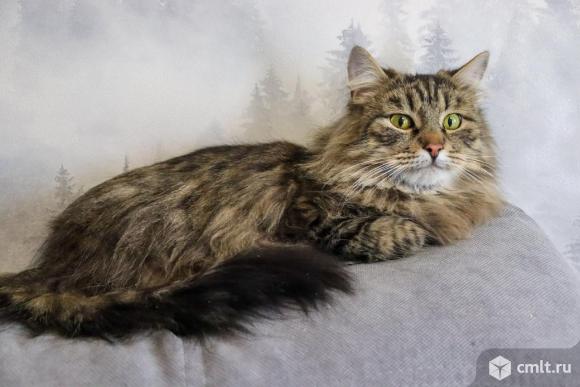 Сибирский кот ищет дом. Фото 1.