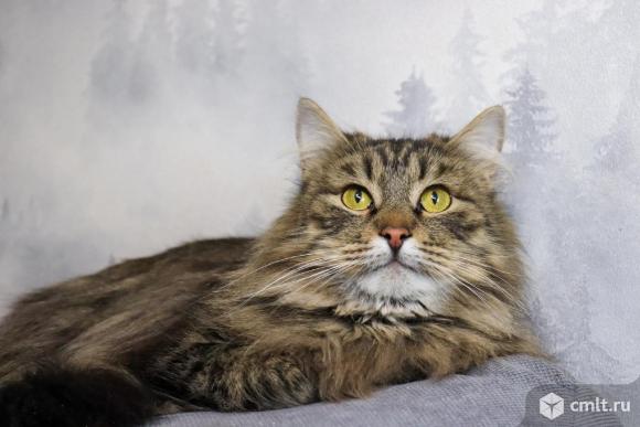 Сибирский кот ищет дом. Фото 5.