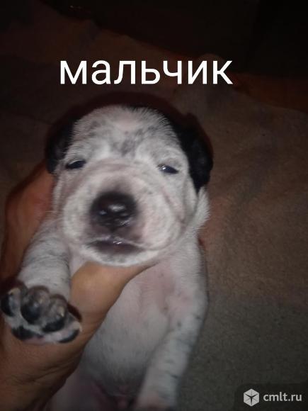 Отдам щенков в хорошие руки. Фото 1.