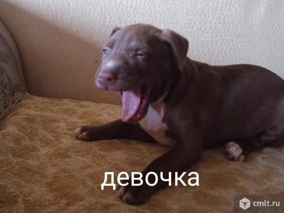 Отдам щенков в хорошие руки. Фото 9.