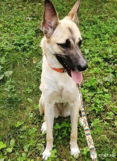 Собака в добрые руки. Фото 1.