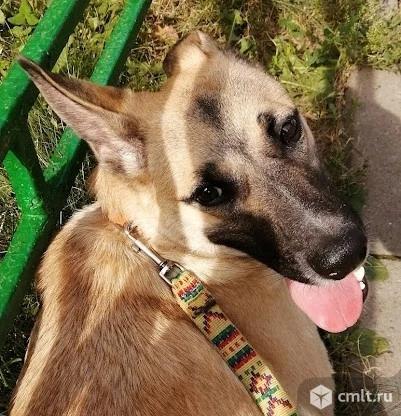 Собака в добрые руки. Фото 4.