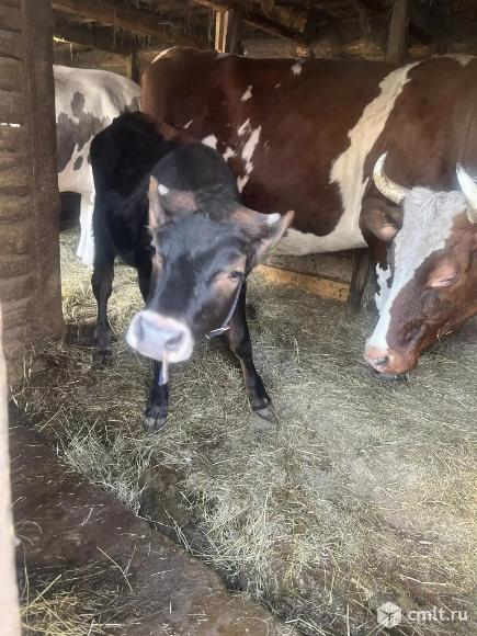 Телочка. Фото 1.