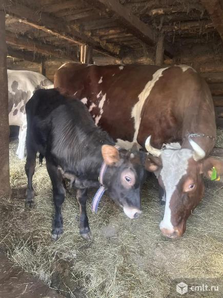 Телочка. Фото 2.