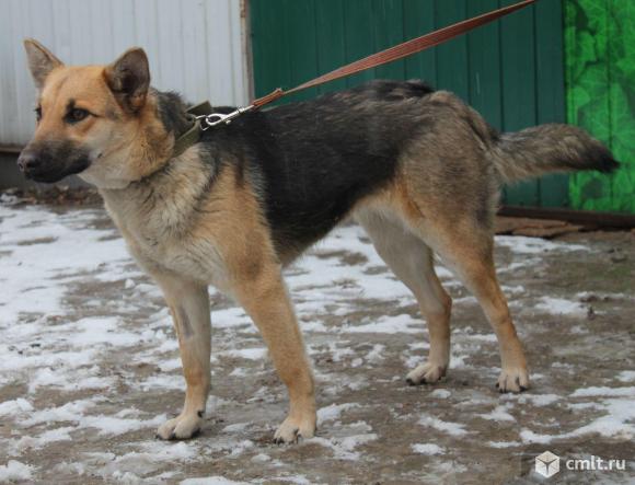 Собачки охранницы в хорошие руки. Фото 1.