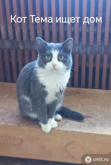 Кот Тема ищет дом. Фото 1.