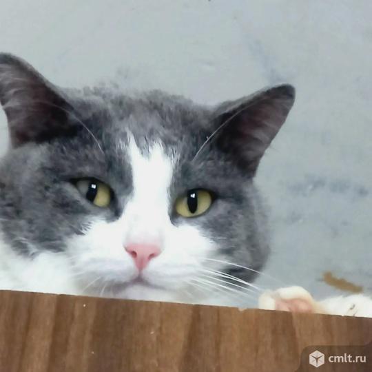 Кот Тема ищет дом. Фото 4.