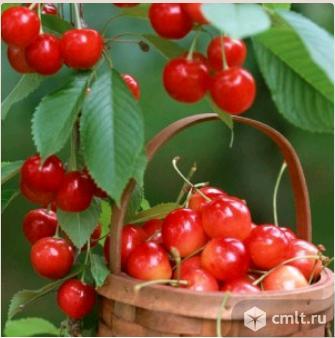 Черешни саженцы более 20 сортов.. Фото 1.