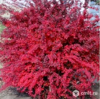 Барбариса саженцы более 7 сортов. Фото 1.