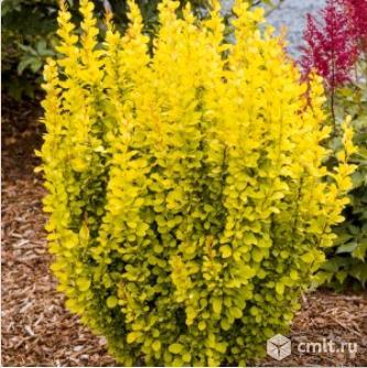 Барбариса саженцы более 7 сортов. Фото 3.