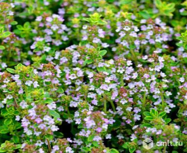 Тимьян лимоннопахнущий "Лимон Вариегатед". Фото 1.