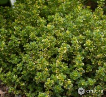 Тимьян лимоннопахнущий "Лимон Вариегатед". Фото 2.