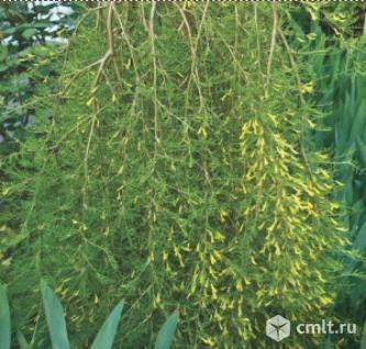 Акация Карагана Плакучая. Фото 1.